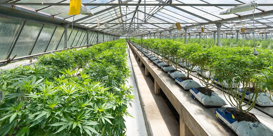 greenhouse of cannabis farm, with several cannabis plants lined up neatly